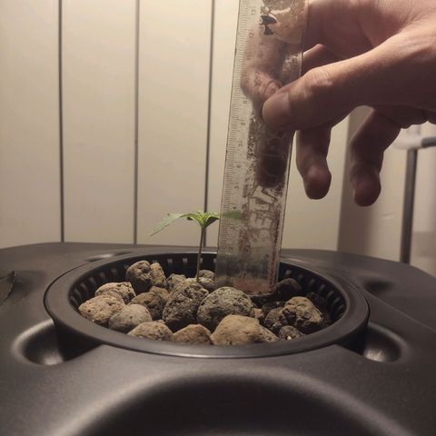 Purple Punch OG growlog timeline photo