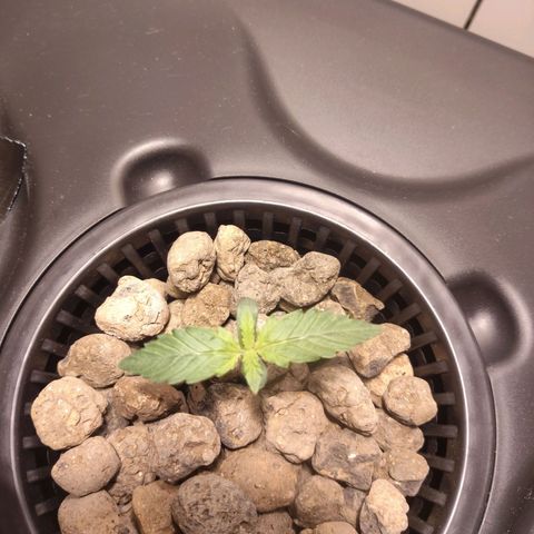 Purple Punch OG growlog timeline photo