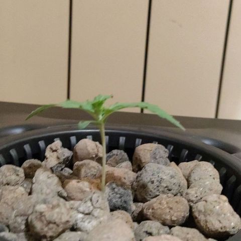 Purple Punch OG growlog photo: La baby sta crescendo..