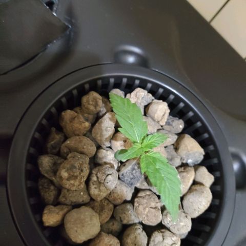 Purple Punch OG growlog photo: La baby sta crescendo..