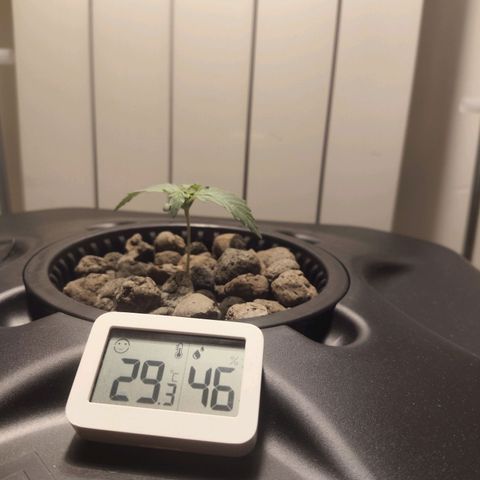 Purple Punch OG growlog photo: La temperatura è sempre troppo alta, non la riusciamo a farla abbassare 