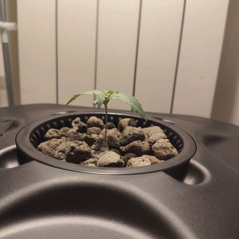 Purple Punch OG growlog photo: La temperatura è sempre troppo alta, non la riusciamo a farla abbassare 