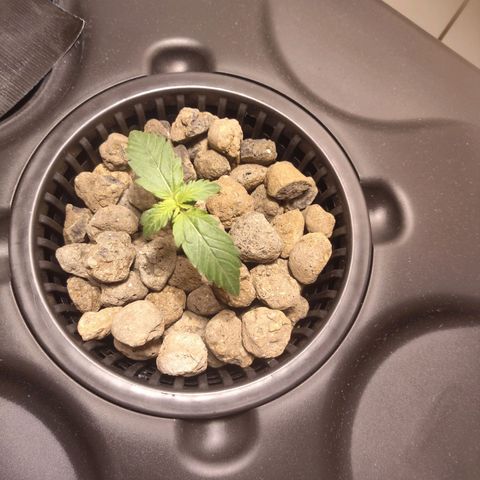 Purple Punch OG growlog photo: La temperatura è sempre troppo alta, non la riusciamo a farla abbassare 