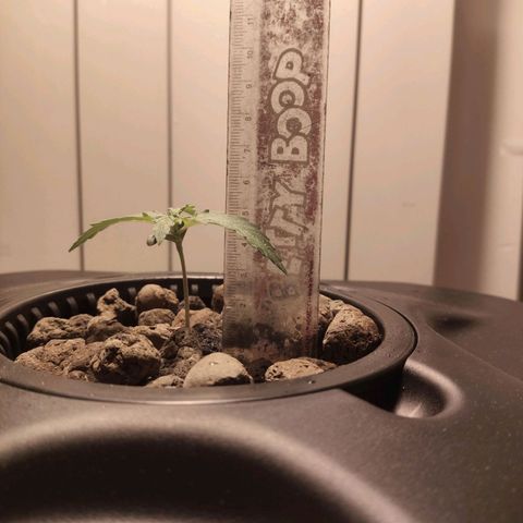 Purple Punch OG growlog photo: Oggi abbiamo levato 100ml d'acqua.. la temperatura e troppo alta 