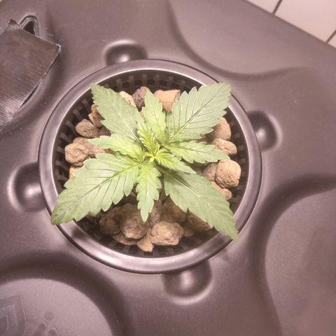 Purple Punch OG growlog photo: È diventata enorme 