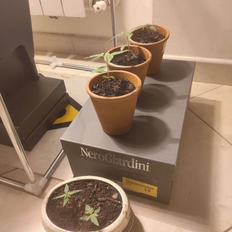 Purple Punch OG growlog photo: È diventata enorme 