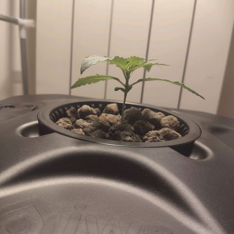 Purple Punch OG growlog photo: È diventata enorme 