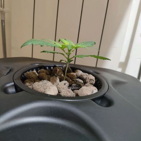 Purple Punch OG growlog photo: Questa notte la luce si e spenta.. 