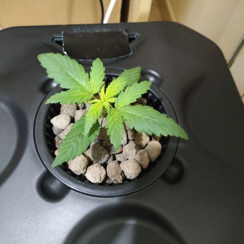 Purple Punch OG growlog photo: Questa notte la luce si e spenta.. 