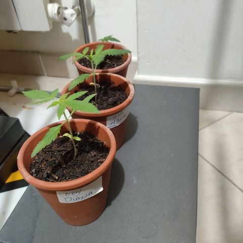 Purple Punch OG growlog photo: Questa notte la luce si e spenta.. 