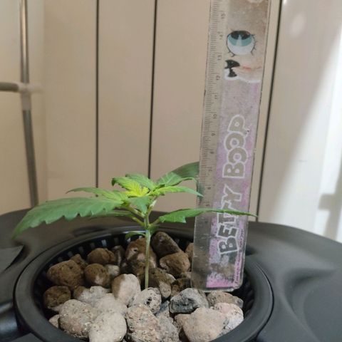 Purple Punch OG growlog photo: Questa notte la luce si e spenta.. 