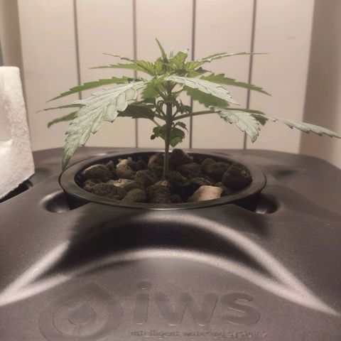 Purple Punch OG growlog photo: La pianta inizia a bere di più 