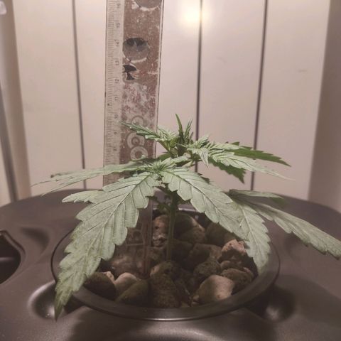 Purple Punch OG growlog photo: La pianta inizia a bere di più 