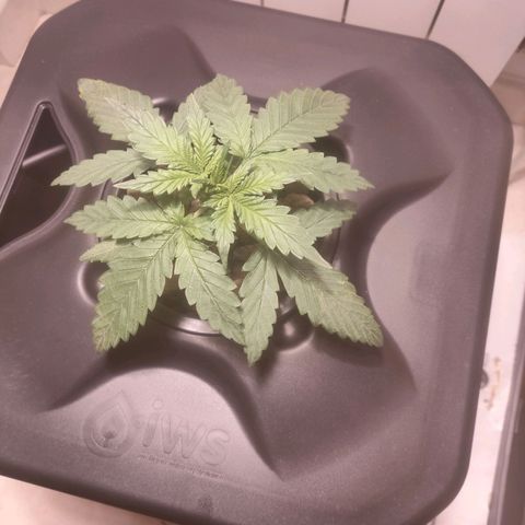 Purple Punch OG growlog photo: La pianta inizia a bere di più 