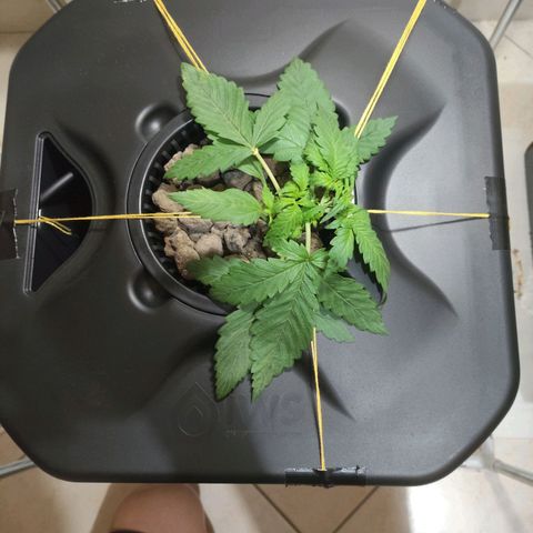 Purple Punch OG growlog photo: La stiamo tirando così che i nuovi rami crescano.. ha iniziato a bera molto 