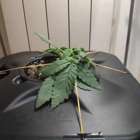 Purple Punch OG growlog photo: La stiamo tirando così che i nuovi rami crescano.. ha iniziato a bera molto 