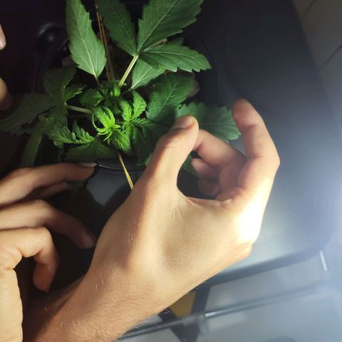 Purple Punch OG growlog photo: La stiamo tirando così che i nuovi rami crescano.. ha iniziato a bera molto 