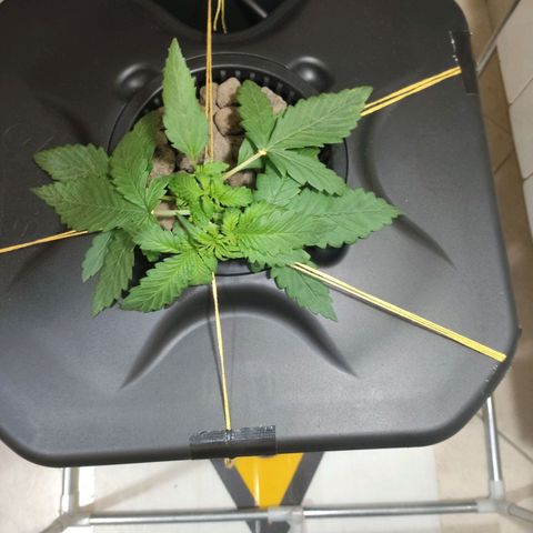 Purple Punch OG growlog photo: La stiamo tirando così che i nuovi rami crescano.. ha iniziato a bera molto 