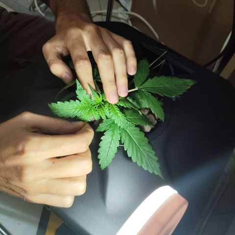 Purple Punch OG growlog photo: La stiamo tirando così che i nuovi rami crescano.. ha iniziato a bera molto 