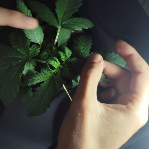 Purple Punch OG growlog photo: La stiamo tirando così che i nuovi rami crescano.. ha iniziato a bera molto 