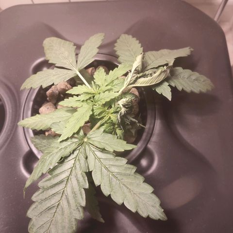 Purple Punch OG growlog timeline photo