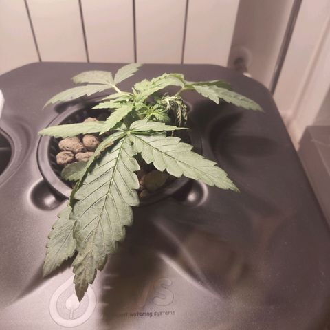 Purple Punch OG growlog timeline photo