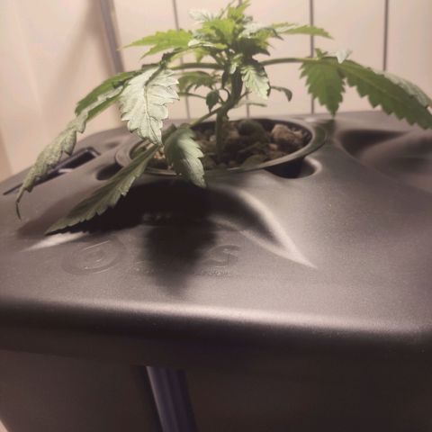 Purple Punch OG growlog timeline photo