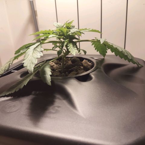 Purple Punch OG growlog timeline photo