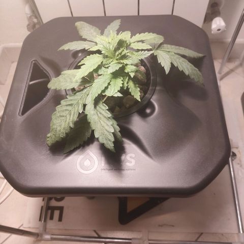 Purple Punch OG growlog timeline photo