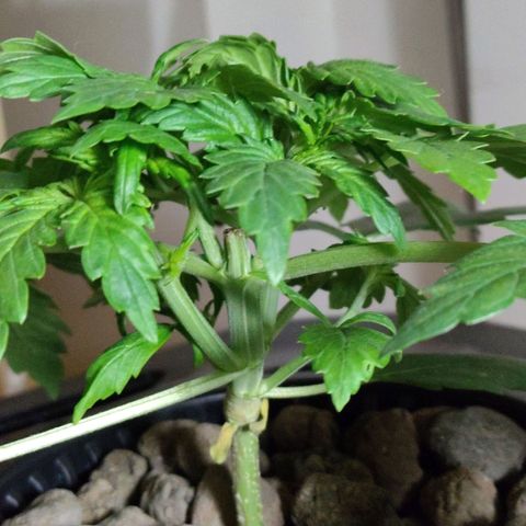 Purple Punch OG growlog photo: La piata si e rotta il 5-10 al centro del fusto. Ora aspettiamo e speriamo che non l'abbiamo rovinata 