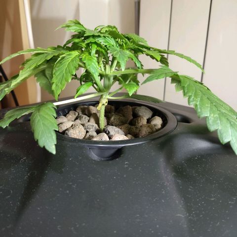 Purple Punch OG growlog photo: La piata si e rotta il 5-10 al centro del fusto. Ora aspettiamo e speriamo che non l'abbiamo rovinata 