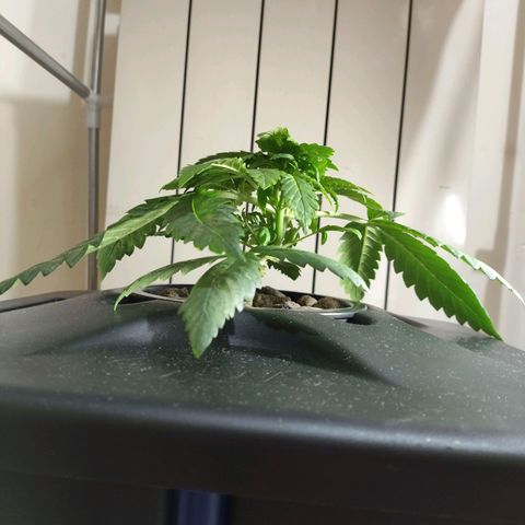 Purple Punch OG growlog photo: La piata si e rotta il 5-10 al centro del fusto. Ora aspettiamo e speriamo che non l'abbiamo rovinata 