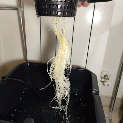 Purple Punch OG growlog photo: La piata si e rotta il 5-10 al centro del fusto. Ora aspettiamo e speriamo che non l'abbiamo rovinata 