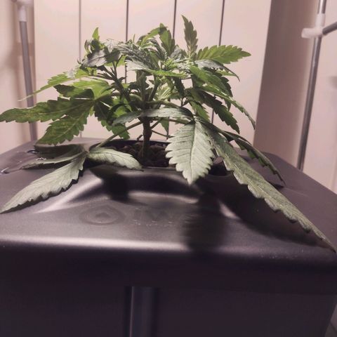 Purple Punch OG growlog timeline photo