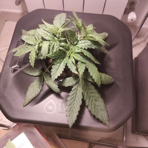 Purple Punch OG growlog timeline photo