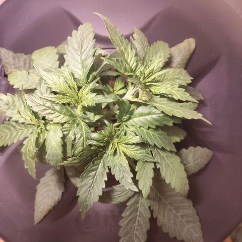 Purple Punch OG growlog timeline photo