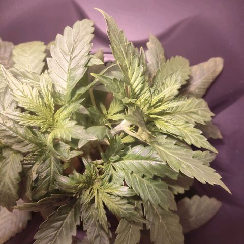 Purple Punch OG growlog timeline photo