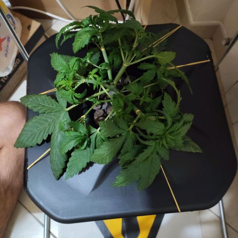 Purple Punch OG growlog photo: Il 16/10 dobbiamo cambiare l'acqua... Mentre oggi abbiamo aggiunto 2l d'acqua e 30ml di fertilizzante