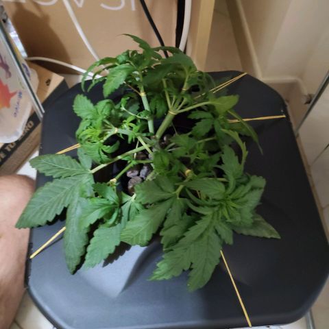 Purple Punch OG growlog photo: Il 16/10 dobbiamo cambiare l'acqua... Mentre oggi abbiamo aggiunto 2l d'acqua e 30ml di fertilizzante