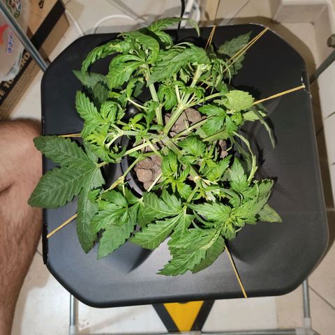 Purple Punch OG growlog photo: Il 16/10 dobbiamo cambiare l'acqua... Mentre oggi abbiamo aggiunto 2l d'acqua e 30ml di fertilizzante