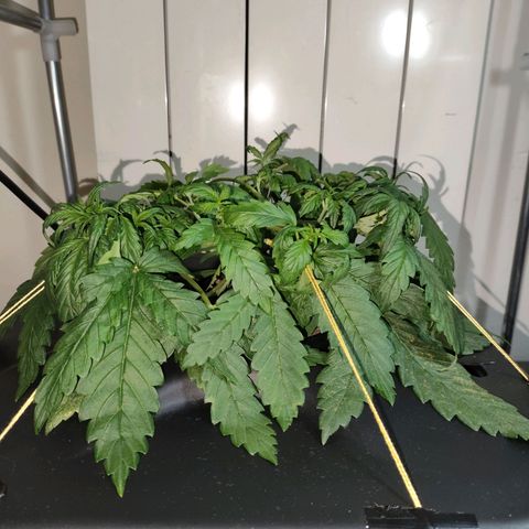 Purple Punch OG growlog timeline photo