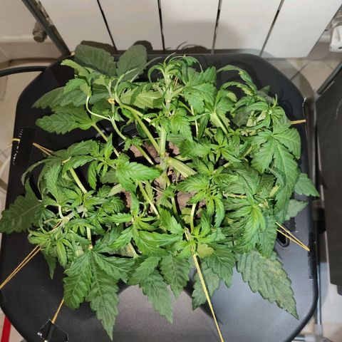 Purple Punch OG growlog timeline photo
