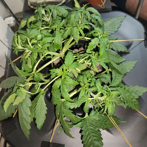 Purple Punch OG growlog timeline photo