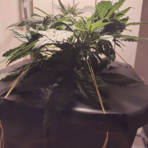 Purple Punch OG growlog timeline photo
