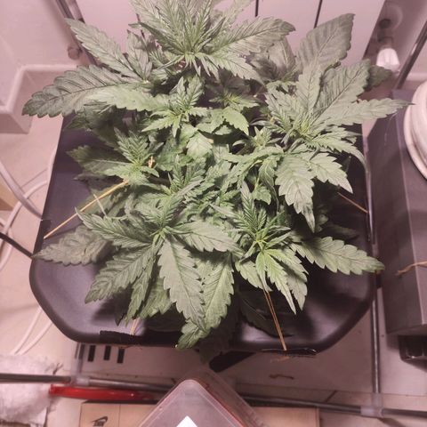 Purple Punch OG growlog timeline photo