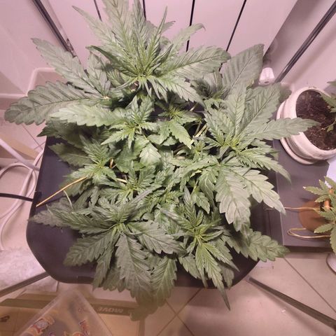 Purple Punch OG growlog timeline photo