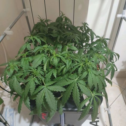 Purple Punch OG growlog timeline photo