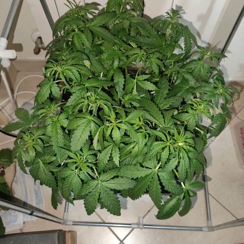 Purple Punch OG growlog timeline photo