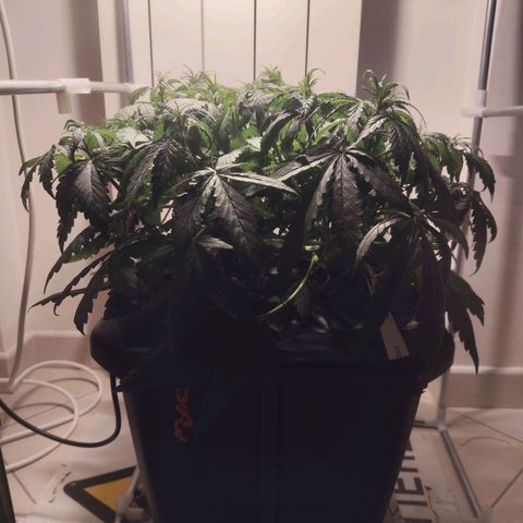 Purple Punch OG growlog timeline photo