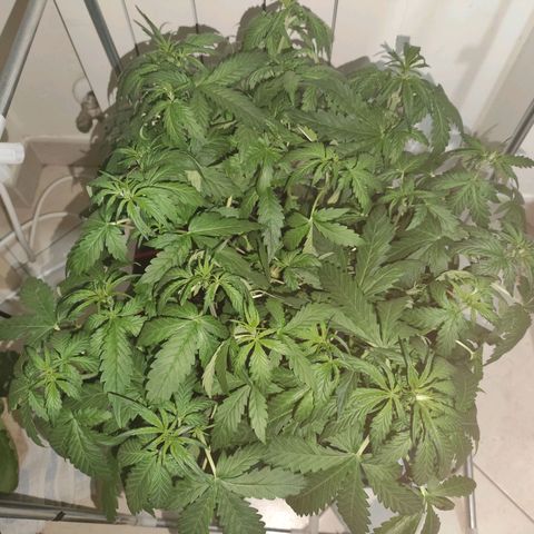 Purple Punch OG growlog timeline photo